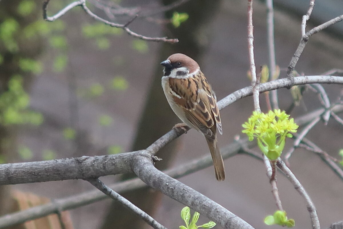 Птичка - Дмитрий И_