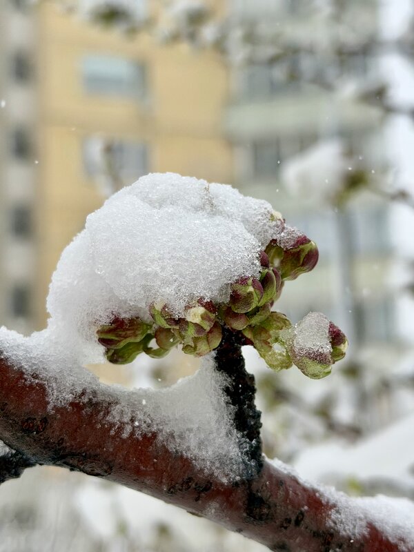 Снег в апреле - Pippa 