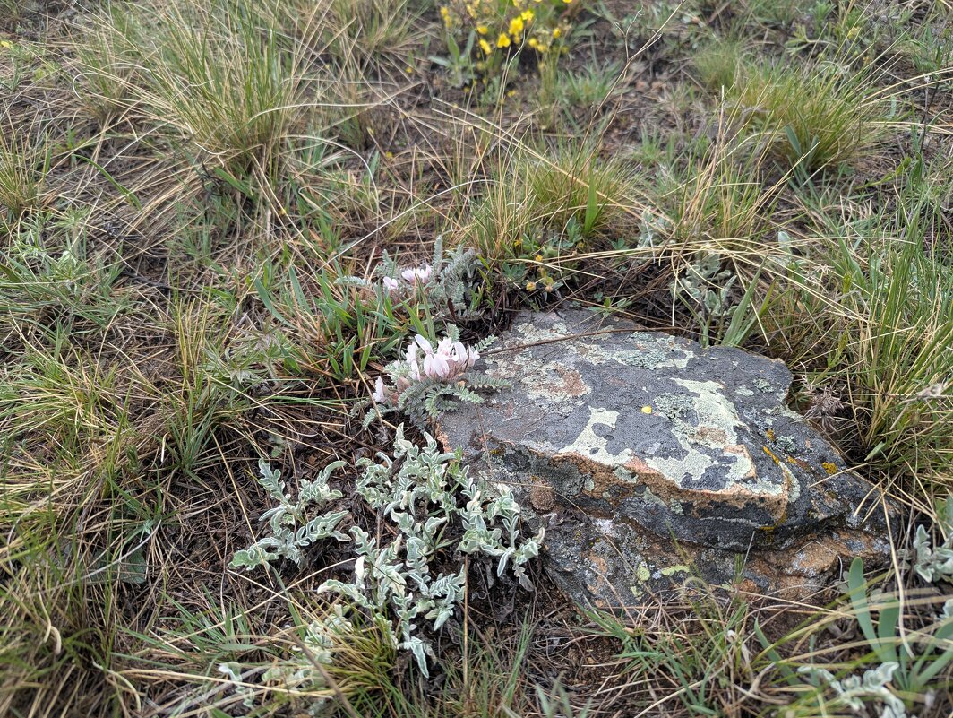 Цветы гор - Андрей Хлопонин
