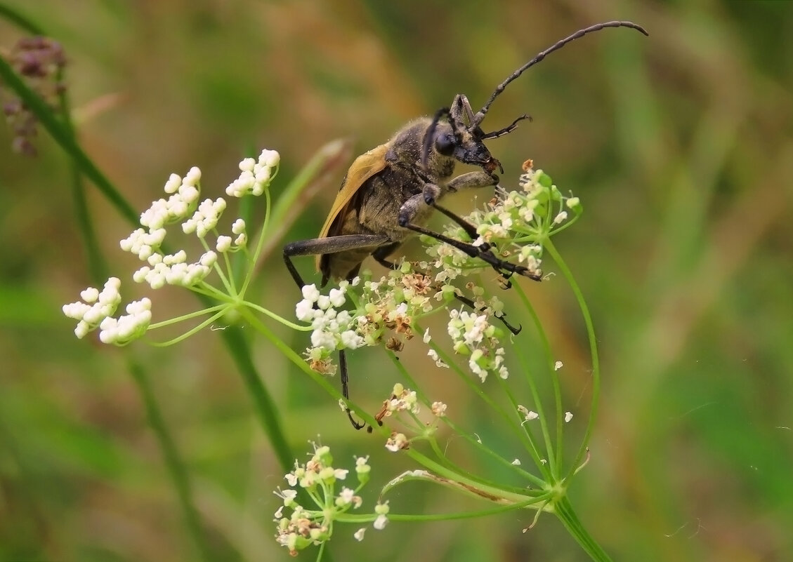 Четырёхпятнистая пахита - Valentina K