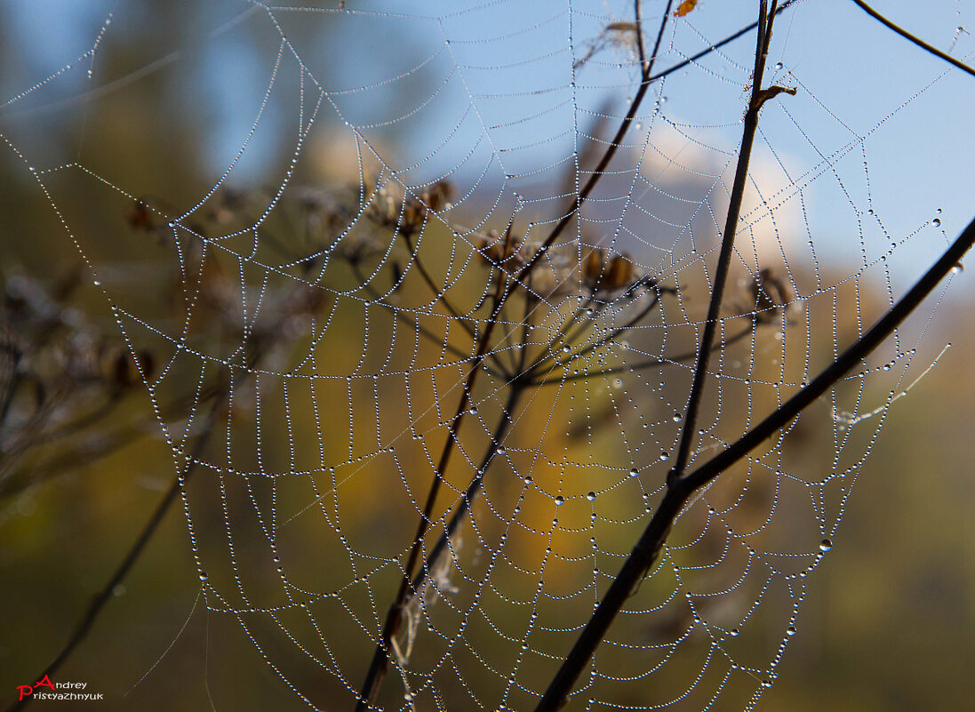 Паутинка - Андрей Пристяжнюк