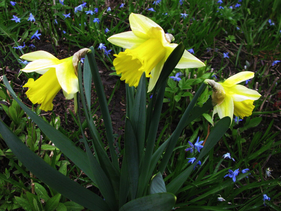 Нарциссы зацвели - Людмила Смородинская