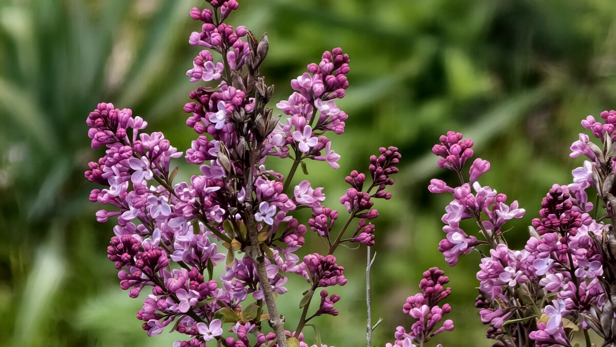 Сирень под окном - Мариша Тим