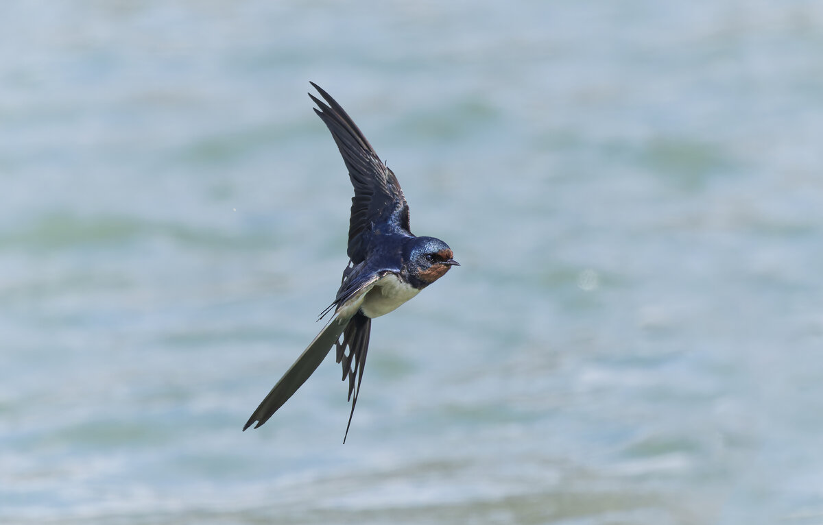 ласточка деревенская. - юрий макаров