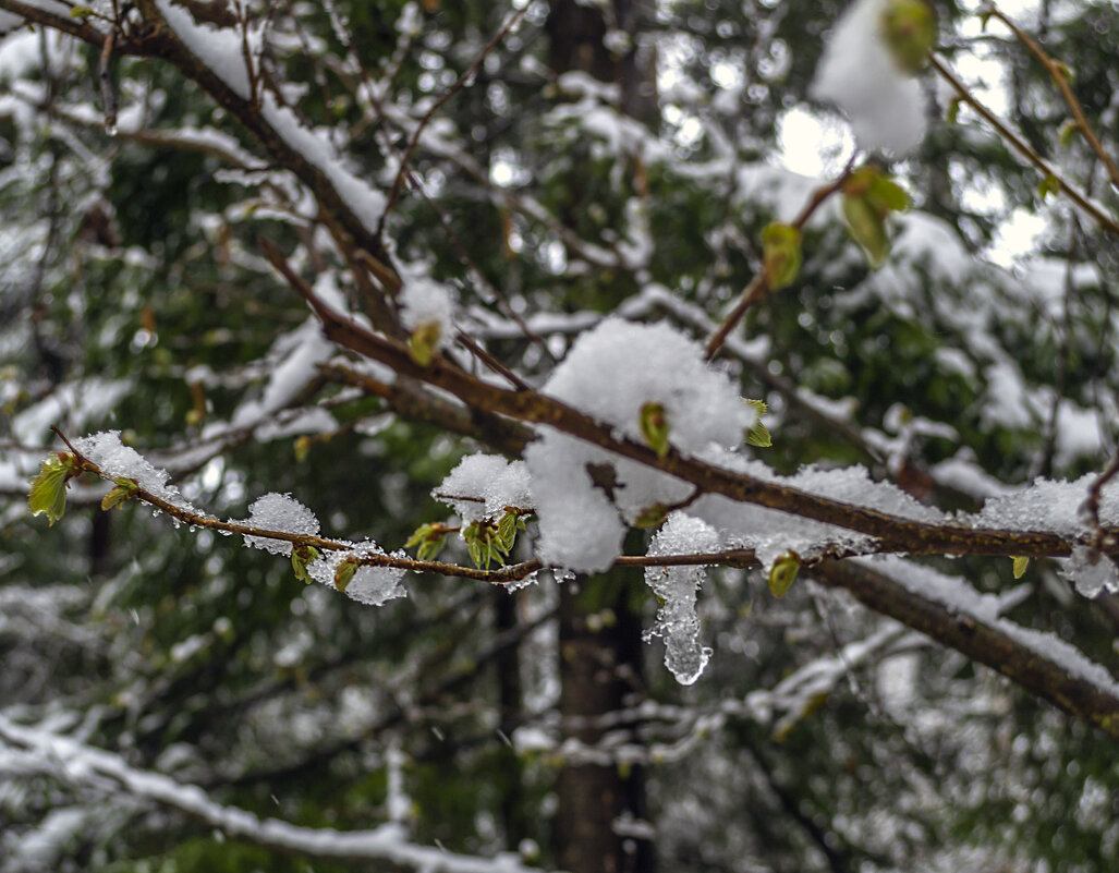 Лстики под снегом - Сергей Цветков