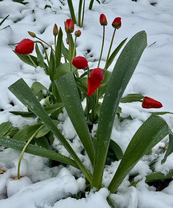 Тюльпаны в снегу - Натали 