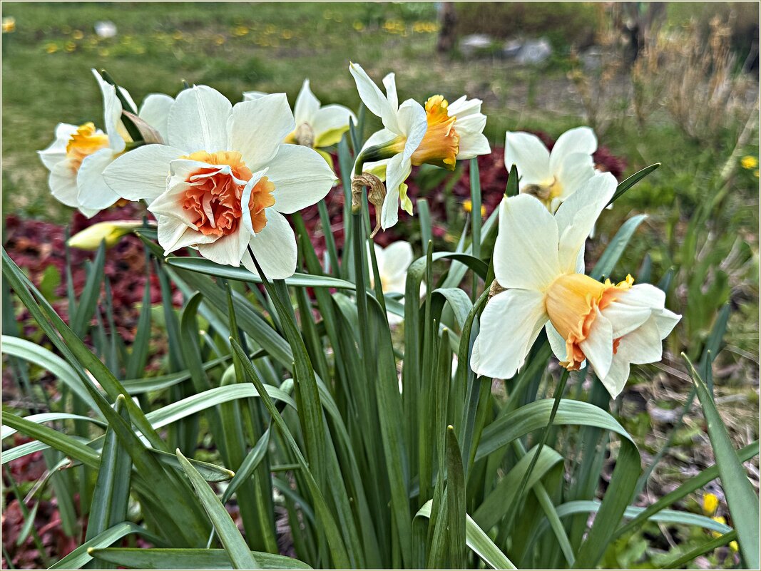 Нарциссы. - Валерия Комова