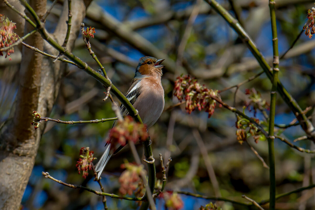 Весенняя песня. - Sergey (Apg)