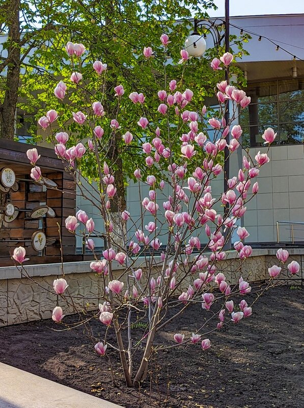 Продли нам этот миг, Весна! - Ravile 