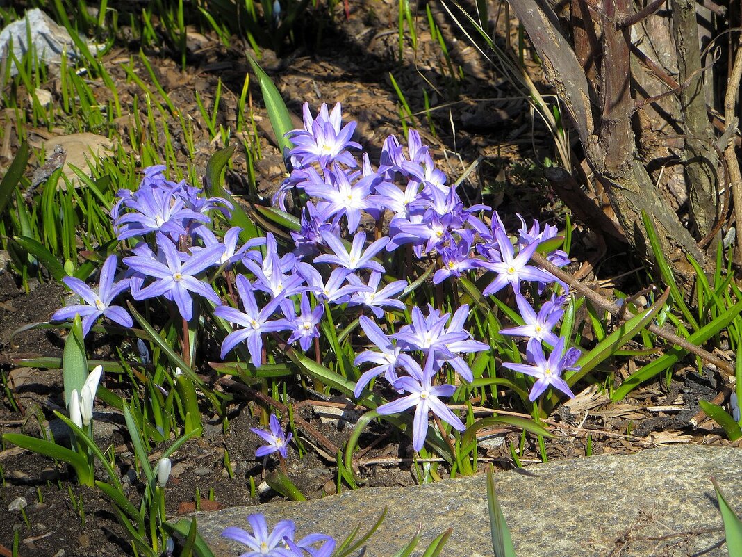 Хионодокса - Лариса С.