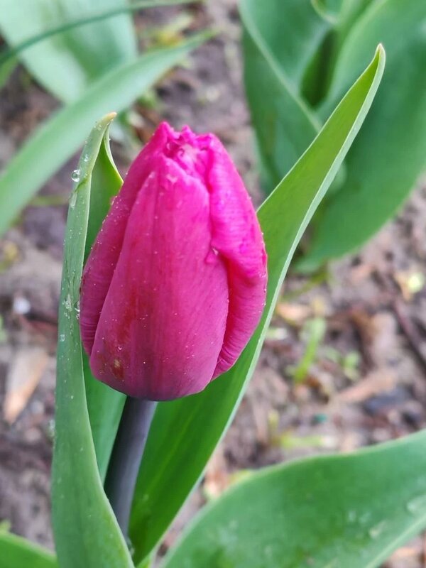 Тюльпан - Елена Семигина