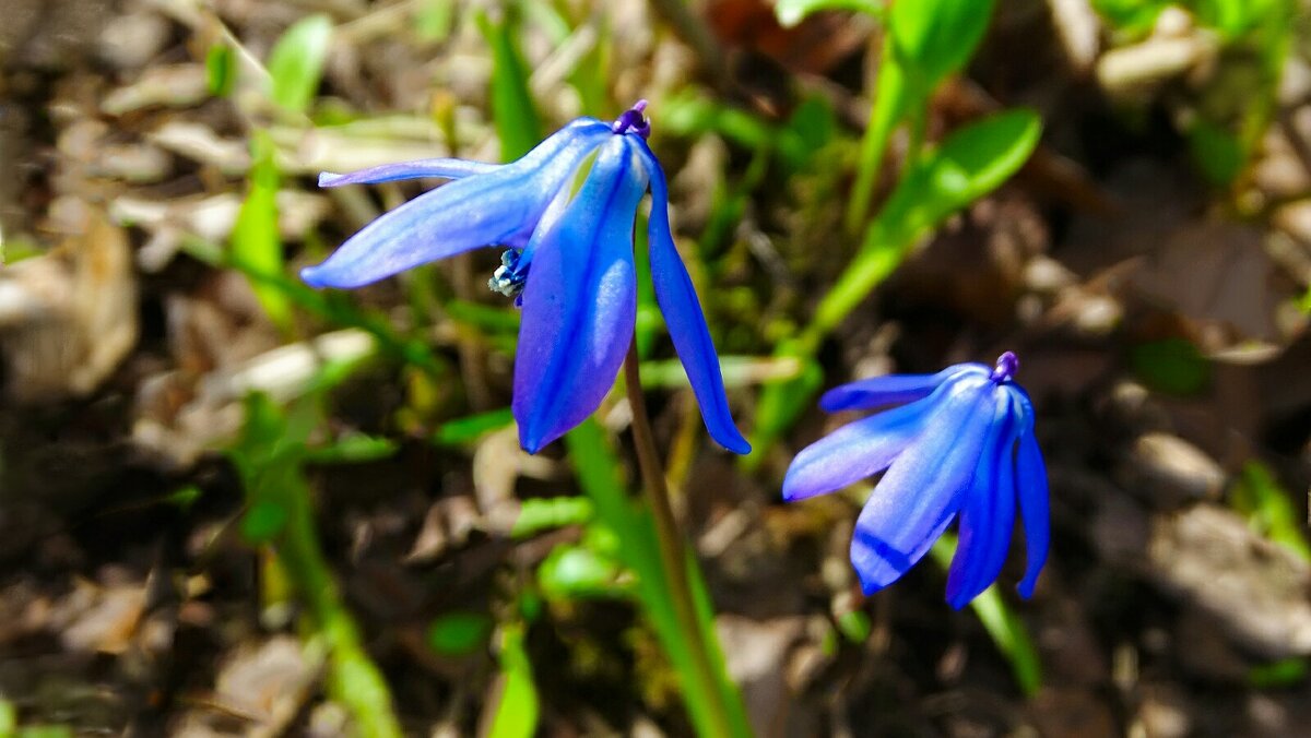 Пролески в городском саду. - Милешкин Владимир Алексеевич 