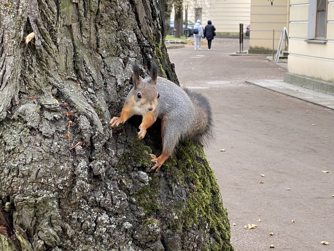 В Павловском парке. - Татьяна 