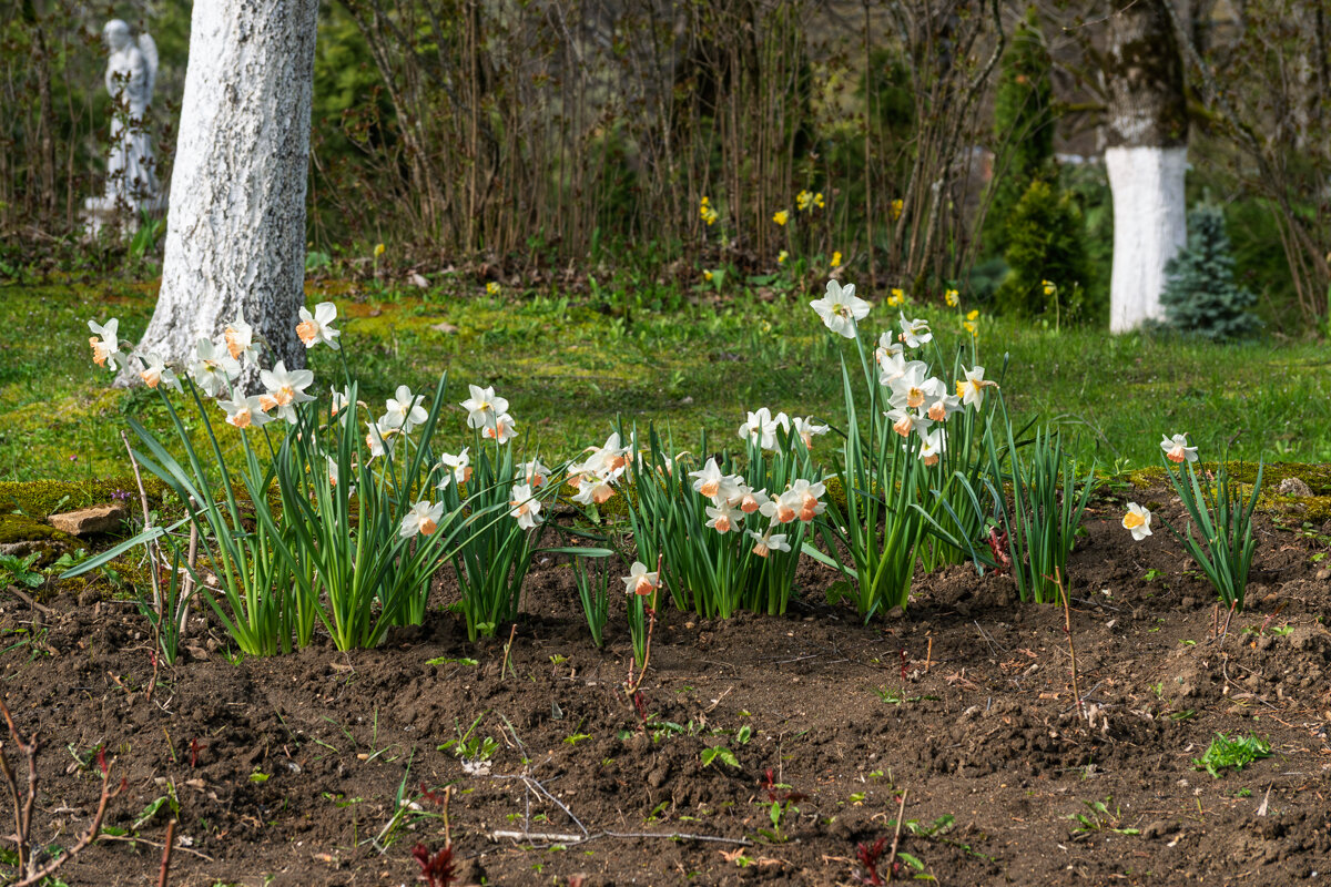 Нарциссы - Игорь Сикорский