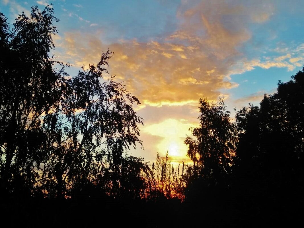вечер  деревья  закат - Владимир 