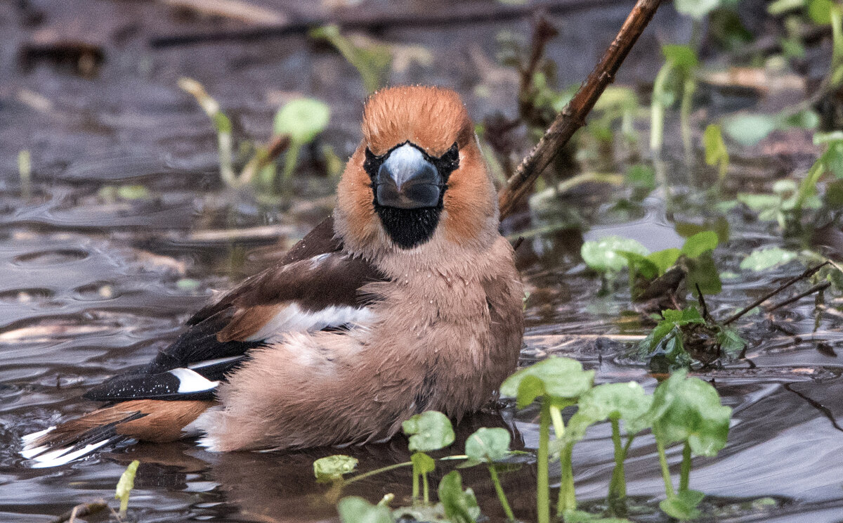 Банный день у дубоноса. - Владимир Безбородов