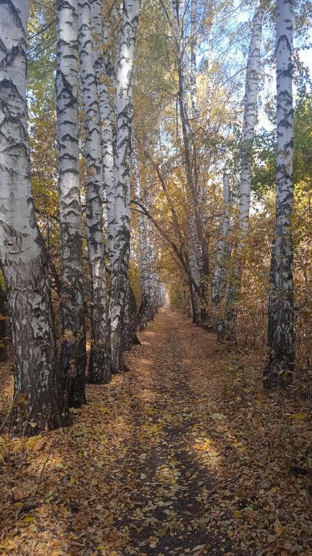 солнечные пятна в берёзовой аллее - Елена Шаламова