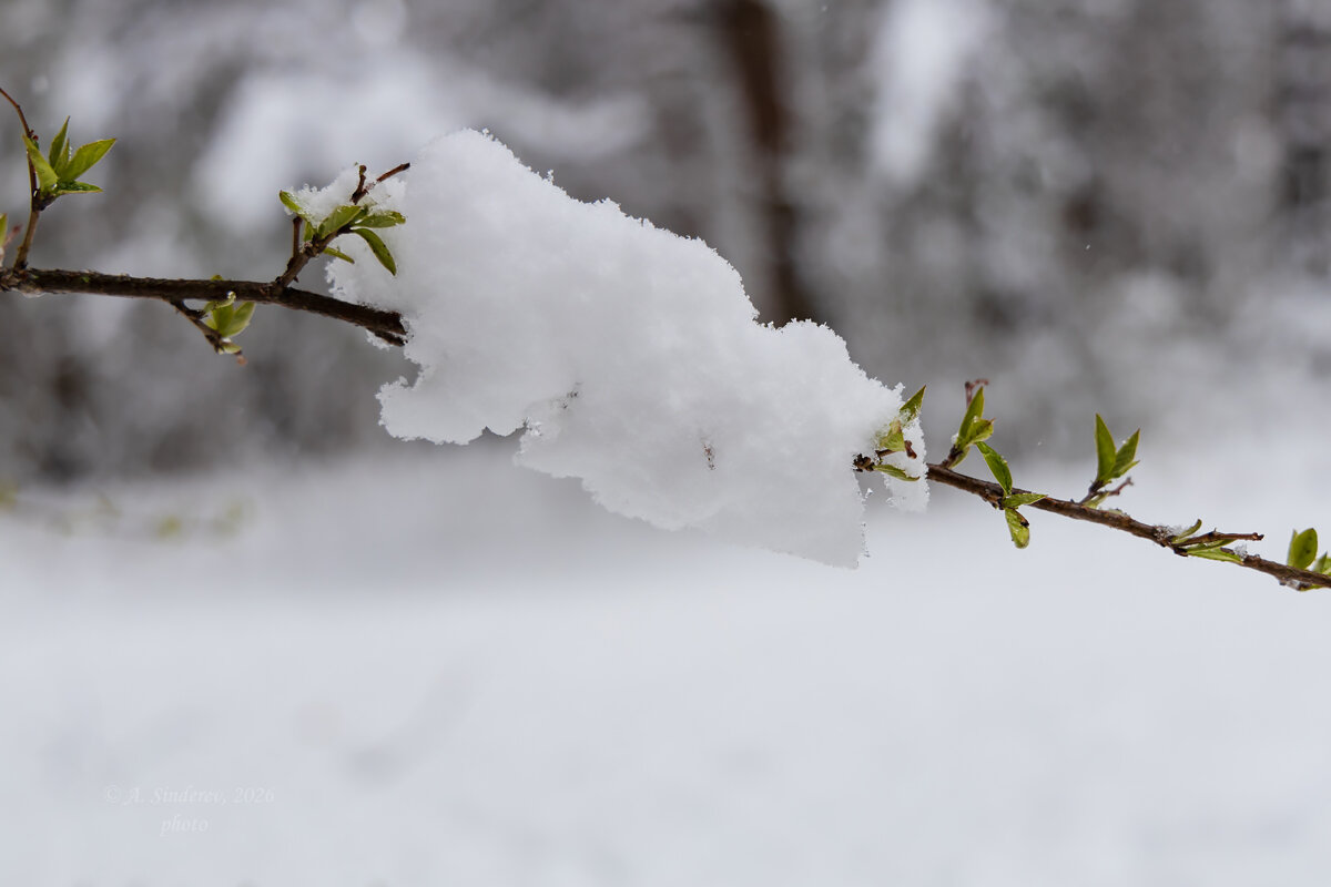 Снежный апрель - Александр Синдерёв