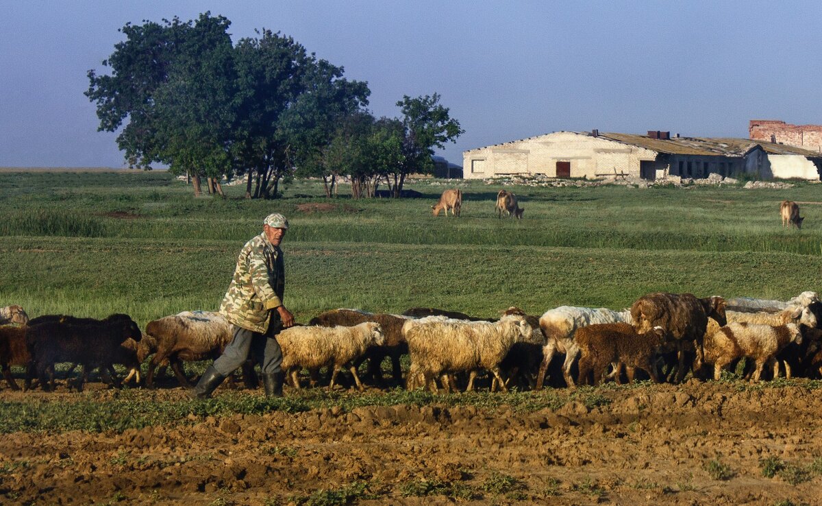 Пастух - Надежда 