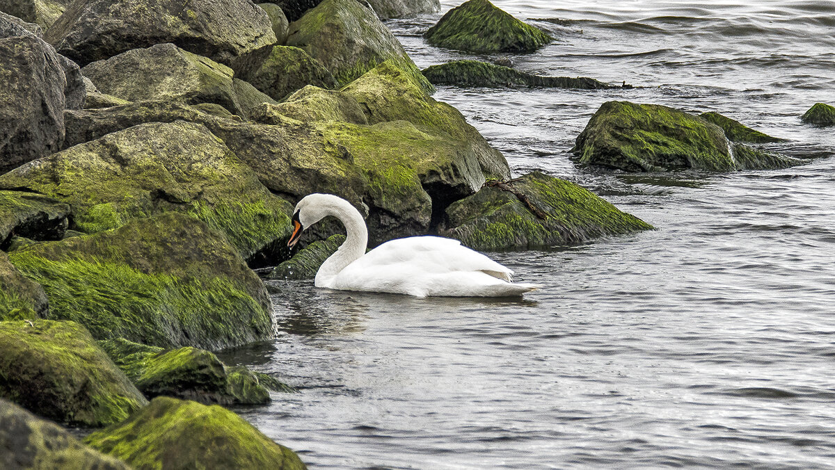 В Балтийском море - Alexandеr P