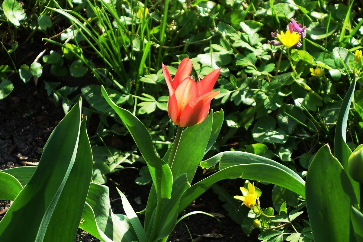 Тюльпаны - Рита Симонова