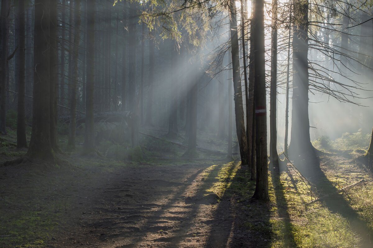 В утреннем свете..... - Юрий Цыплятников
