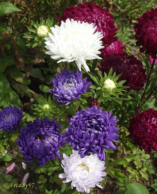 Астры - Freddy 97