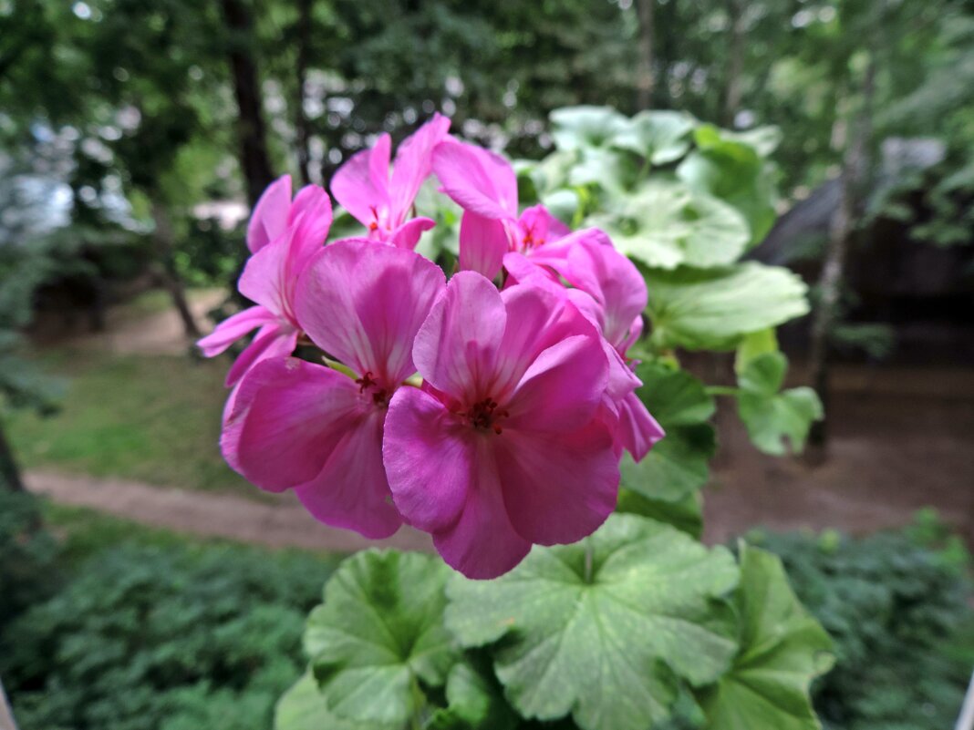 Цветение - ivolga 