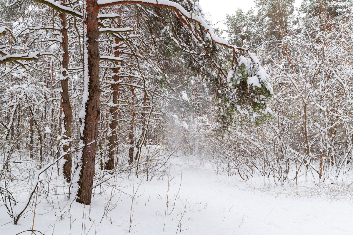 Снежный день апреля - Александр Синдерёв