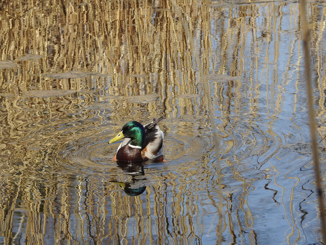 птицы весной - ИННА ПОРОХОВА