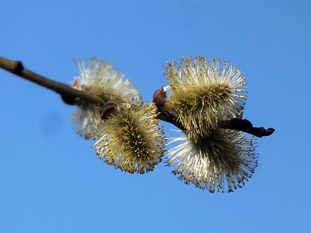 ** - Зоя Мишина