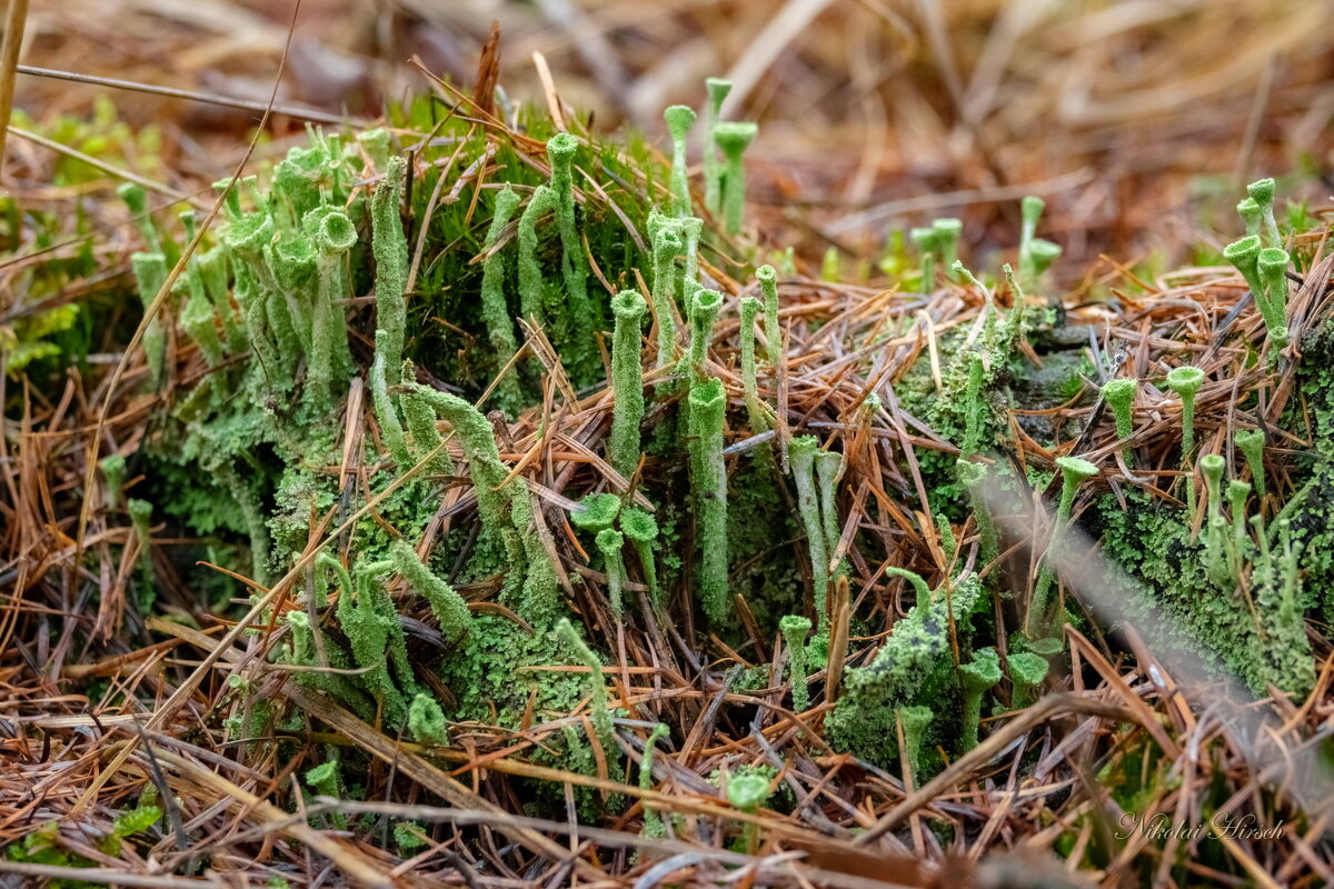 Про кладонию... - Николай Гирш