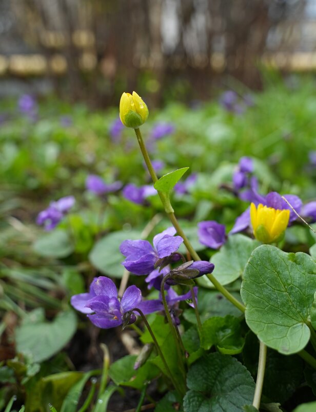 Весна!!! - Lersa 