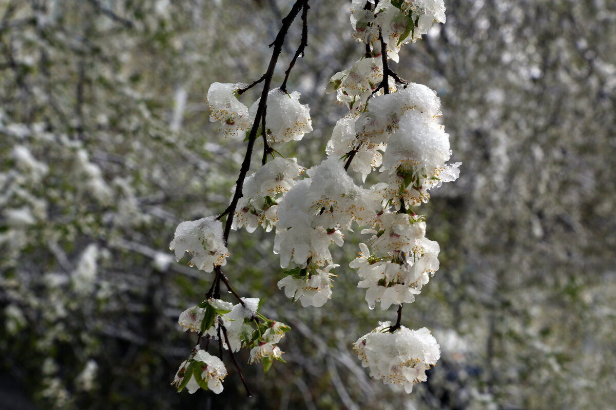 снегопад 26 апреля - Михаил Бибичков