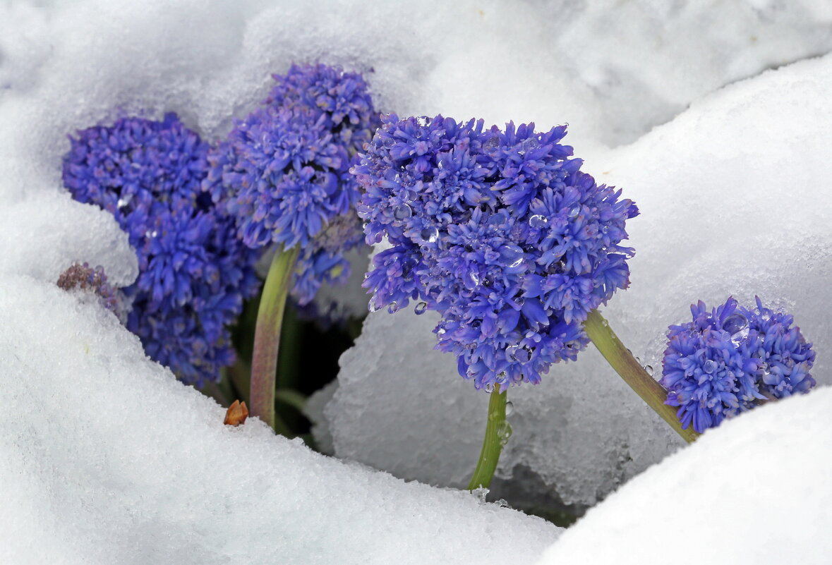 снегопад 26 апреля - Михаил Бибичков