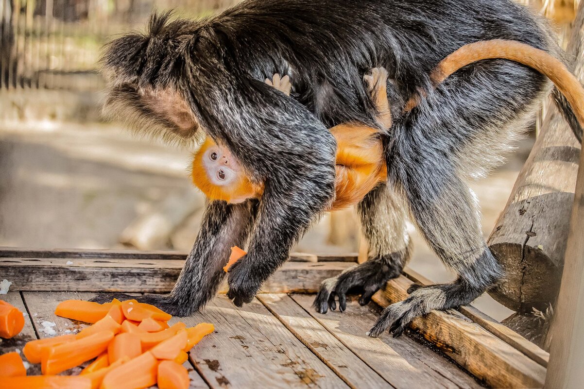колобусы - Аркадий Лаптенко