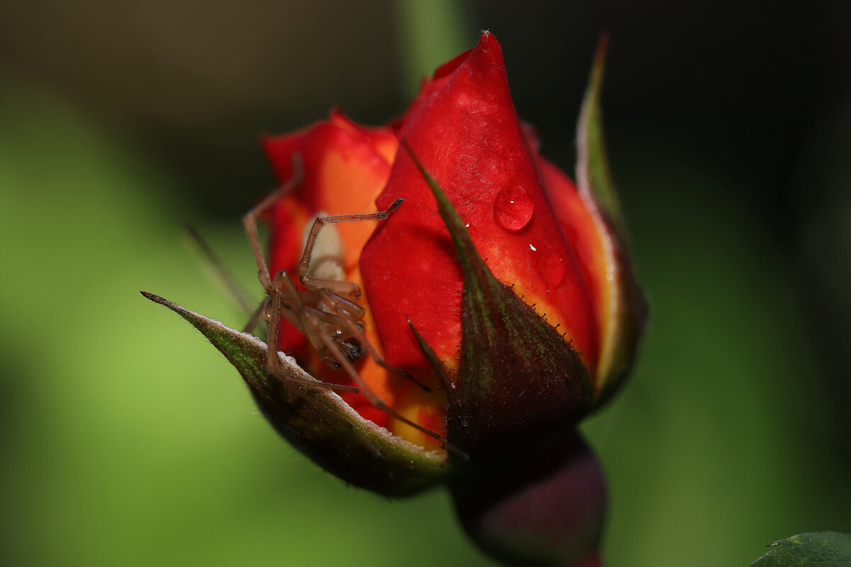Паук и роза - Татьяна Салиева