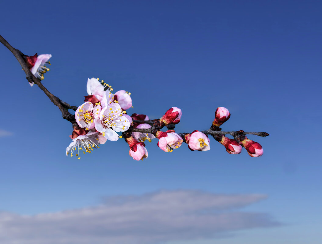 Весна. - Александр. AVG100 ---