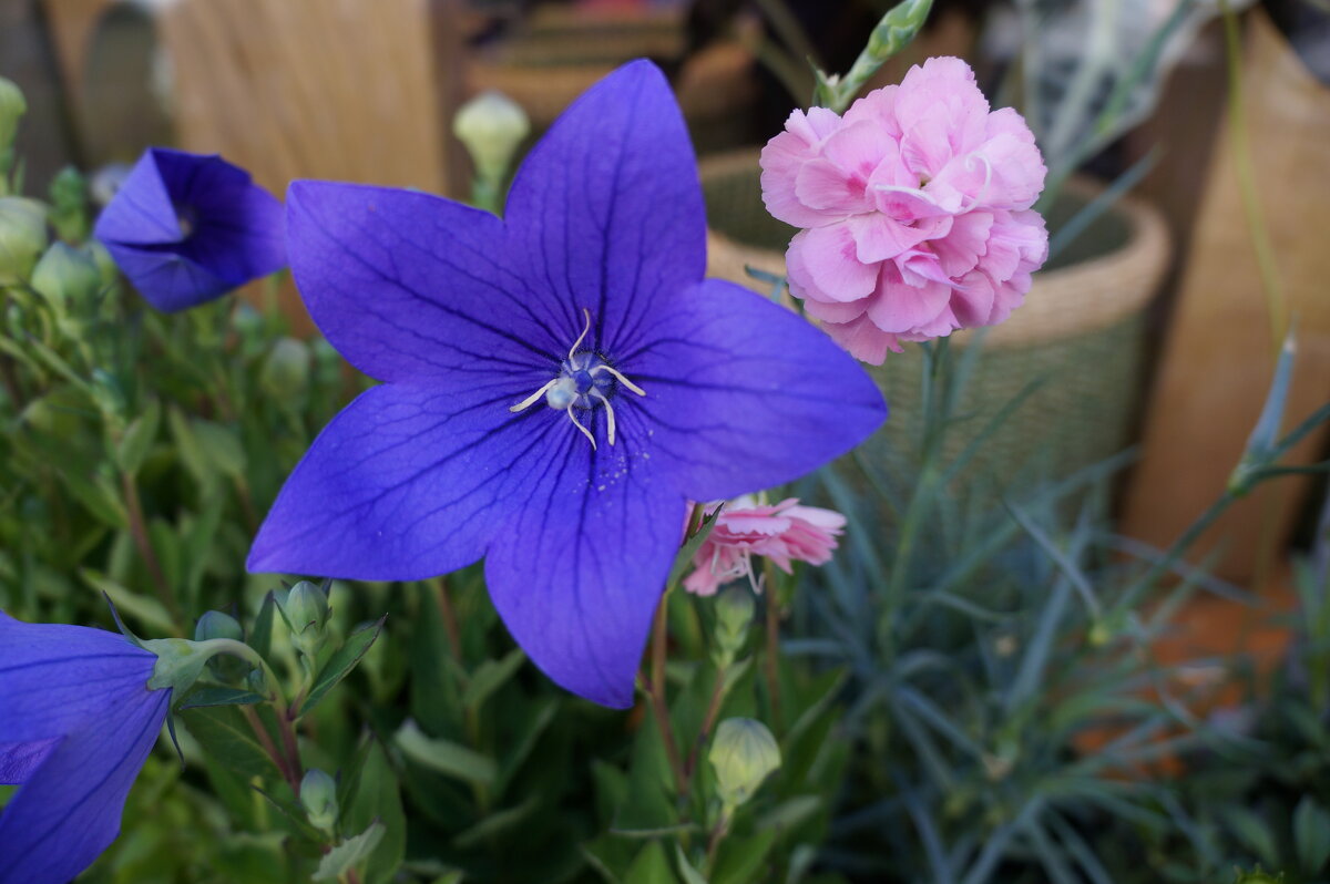 * - Алёна Савина