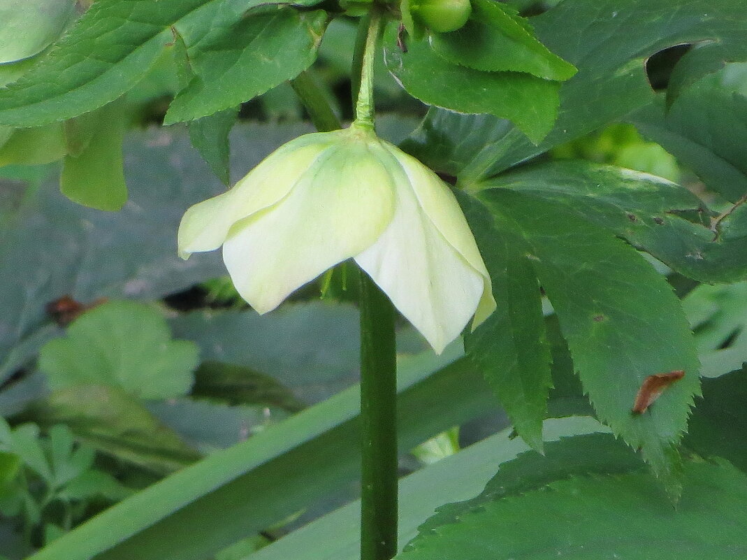 За пару часов до мороза - Александр Чеботарь