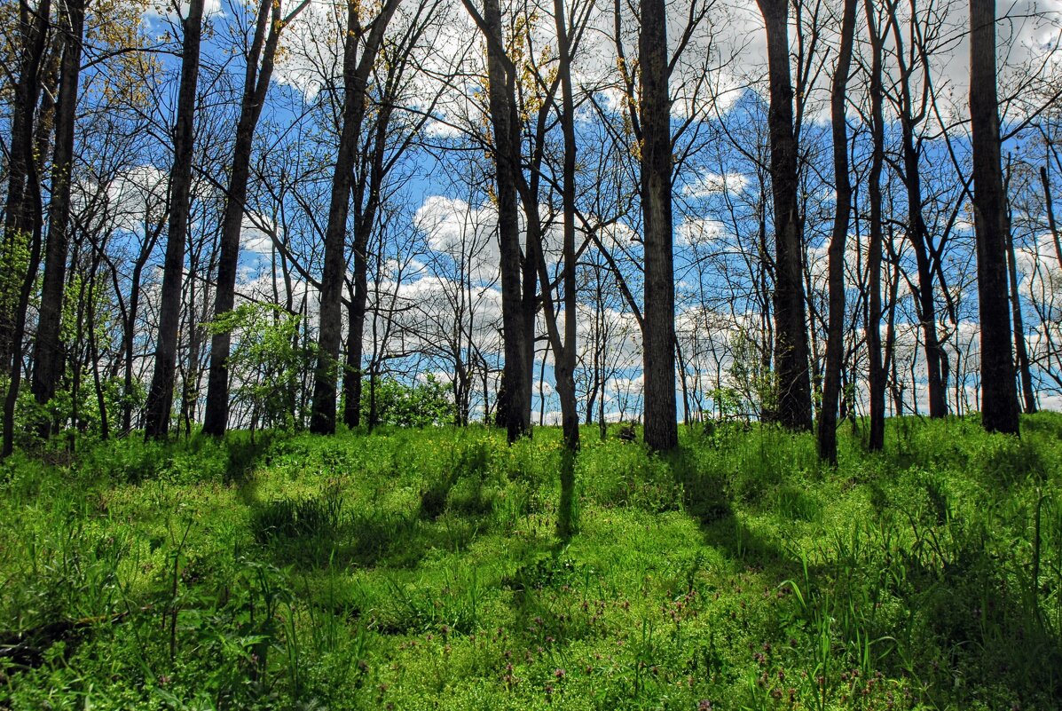 Весна. - Владимир 