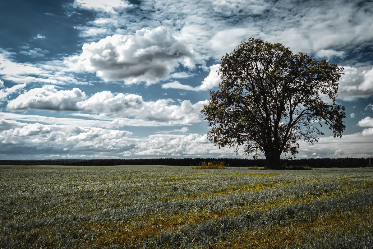 Одинокое дерево - Олег Подлесных