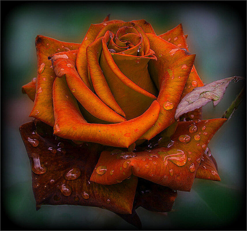 Розочка из сада в каплях дождя. - Наталья ***