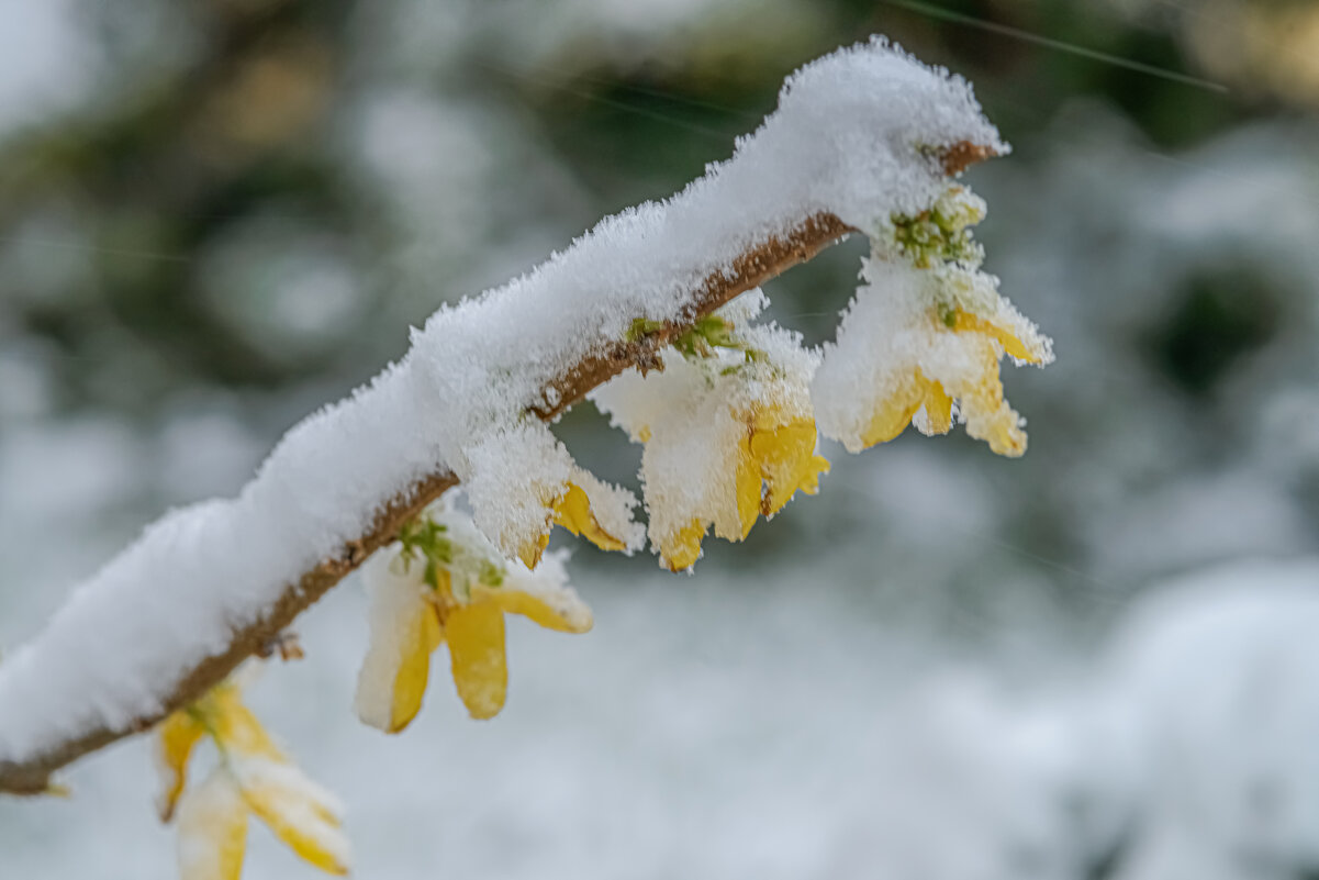 Подснежники. - Николай 