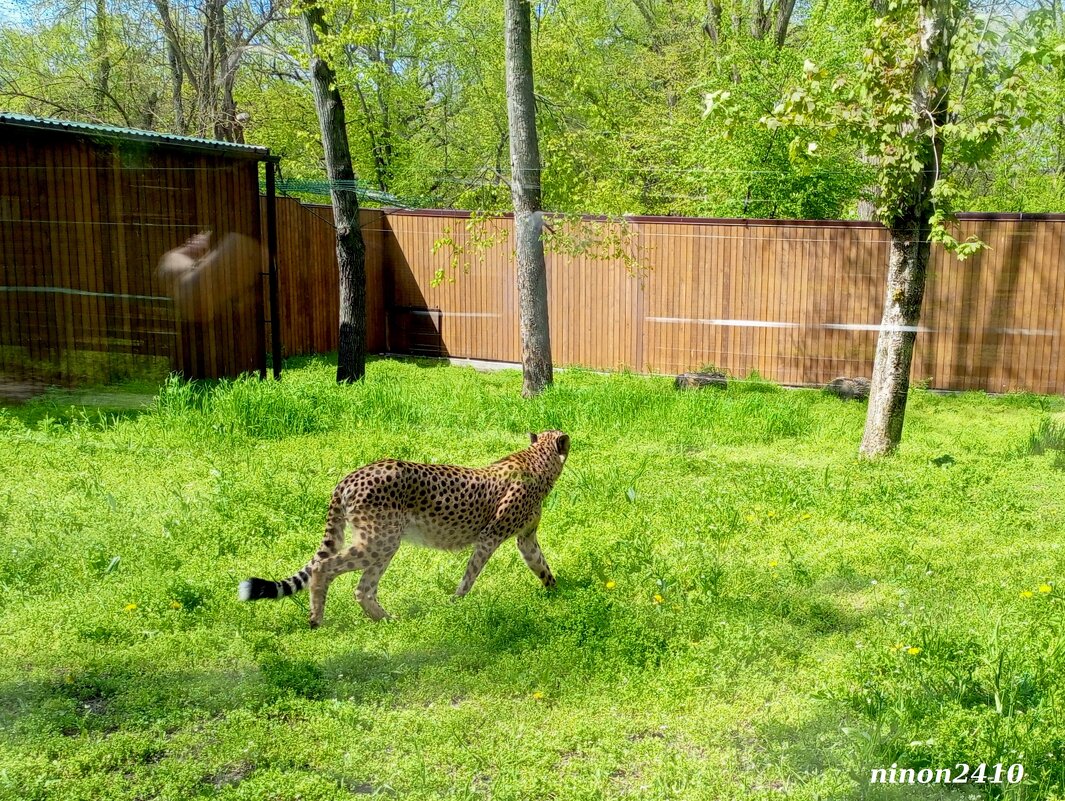 Гепард в ростовском зоопарке - Нина Бутко