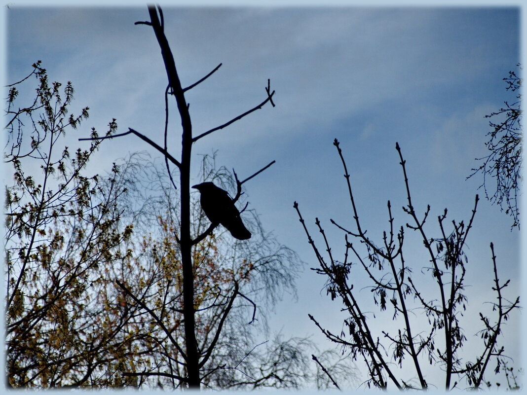 Высоко сижу, далеко гляжу - marmorozov Морозова