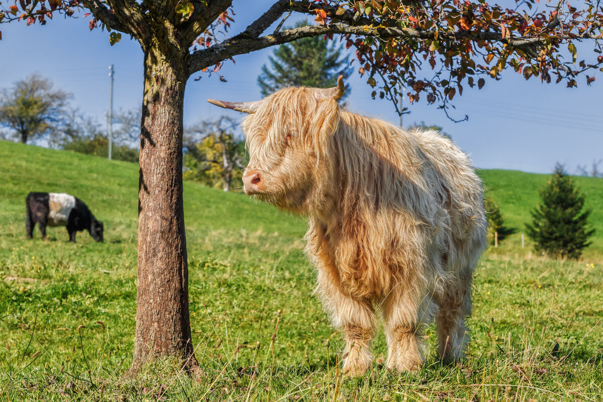 Хайленд - Владимир Колесников