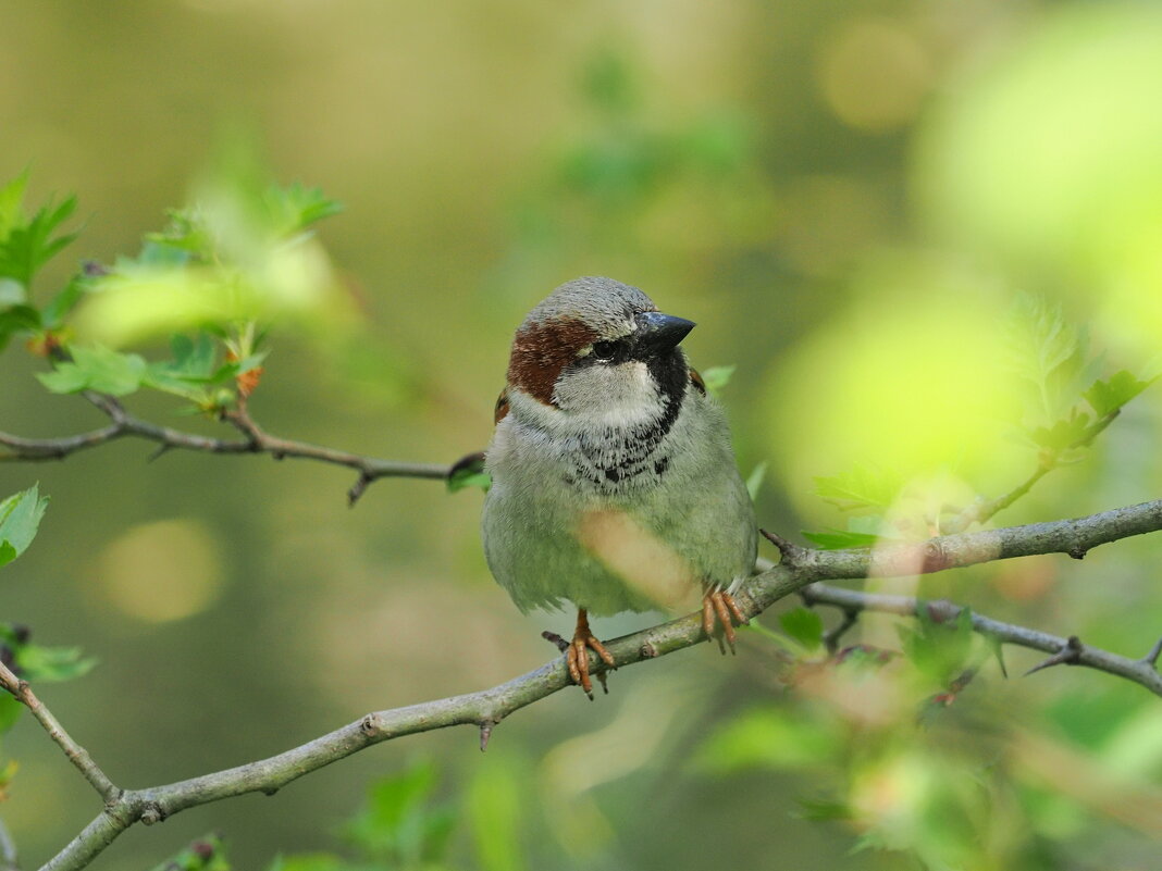 Воробей и весна. - Евгений Седов