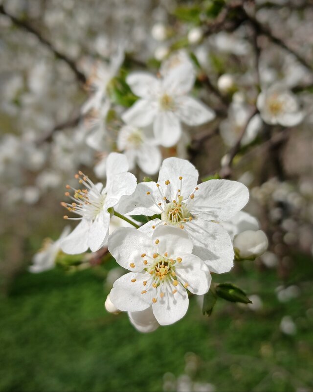 Вишня - Наталья Герасимова