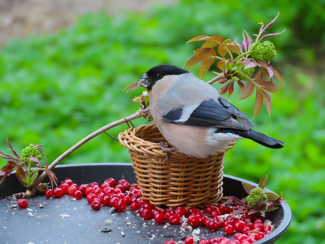 Зимой снегири не прилетали на кормушку.Сейчас не улетают. Кушают семечки очищенные. - Ольга Митрофанова